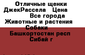 Отличные щенки ДжекРассела › Цена ­ 50 000 - Все города Животные и растения » Собаки   . Башкортостан респ.,Сибай г.